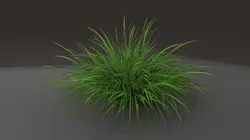 Grass shrub