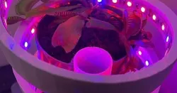 LED GARDEN