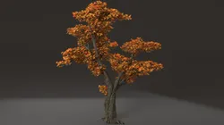 Maple Tree