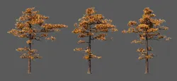 Pine tree