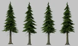 Pine tree