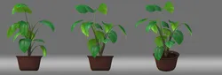 Potted Plant