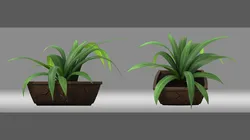 Potted Plant