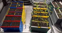 Seed starter quad-pod