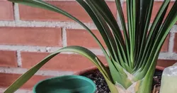 Self-Watering