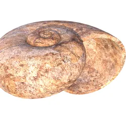 Shell