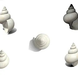 shell