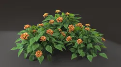 Shrub flower