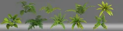Shrub plant