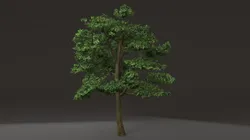 Tree shrub plant