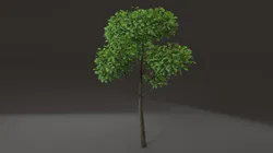 Tree shrub plant
