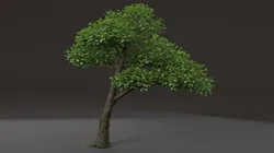 Tree shrub plant