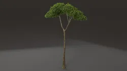 Tree shrub plant