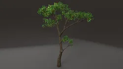 Tree shrub plant