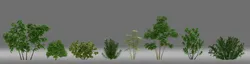 Tree shrub plant