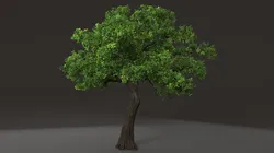 Tree shrub plant