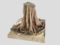 Ficus tree roots