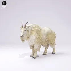 Rocky Mountain Goat Male