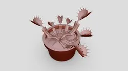 Venus Fly Trap