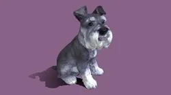 Miniature Schnauzer adult dog