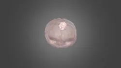 MRBrainTumor Segmentations