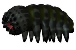 WORM