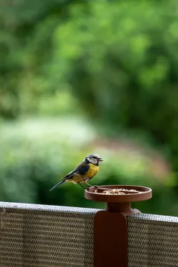 Birdfeeder