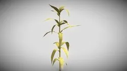 Corn old