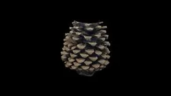 Conifera-sin-fosilizar
