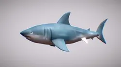 lowpoly shark