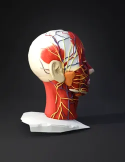 anatomical head model with muscles nerves and vessels red muscle tis