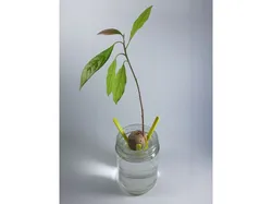 Avocado Seed Holder