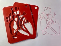 Cardiac Anatomy Template