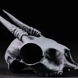 Dik-Dik Skull