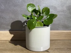 Gradvis Vase