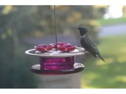Replacement humming bird feed top and bottom