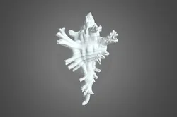 Seashell-3D Scanned by Revopoint MIRACO 3D Scanner