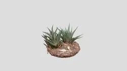 Small Cactus