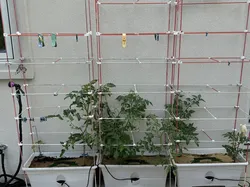 Adjustable Tomato Plant Support-Trellis