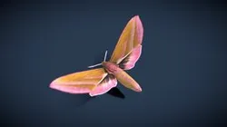 Elephant Hawk Moth