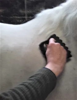 Massage Brush (Large)
