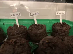 Plant Label