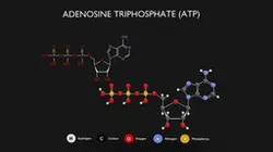 Adenosine Triphosphate (ATP) Diagram
