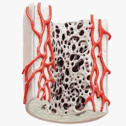 Bone Structure Anatomy Periosteum Spongy