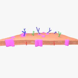 Cell membrane phospholipid bilayer