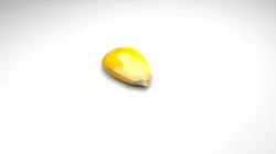 Corn Kernel