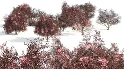 Flowering and fruit black Elderberry plant