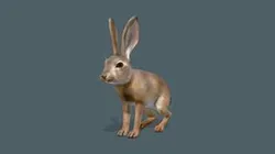 Hare - Young