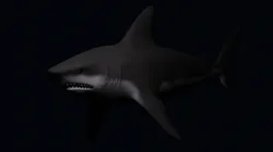 Shark
