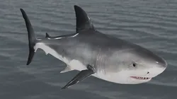 The Great White Shark - Animated and Rigged